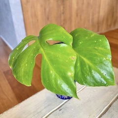 ＊観葉植物　3種セットの画像