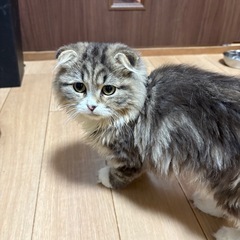 【里親募集中】スコティッシュフォールド　女の子　ブラウンタ…