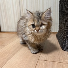 【里親募集中】ペルシャ　チンチラゴールデン　男の子