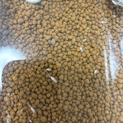 メダカ稚魚 1匹50円の画像