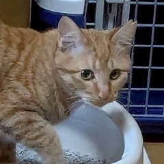 【里親募集】近くのコンビニで3匹保護したうちの1匹です。