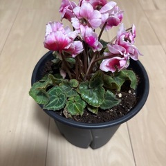 シクラメン　フリル咲き　4号サイズの画像