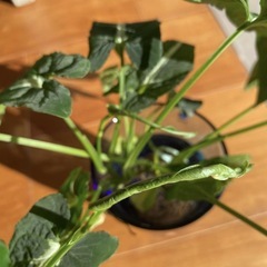 ◇3株セット シンゴニウムブラックベルベット/ 発根済 / 新葉ありの画像