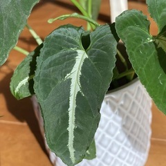 ◇3株セット シンゴニウムブラックベルベット/ 発根済 / 新葉ありの画像