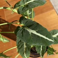 ◇3株セット シンゴニウムブラックベルベット/ 発根済 / 新葉ありの画像