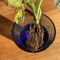 ◇3株セット シンゴニウムブラックベルベット/ 発根済 / 新葉ありの画像