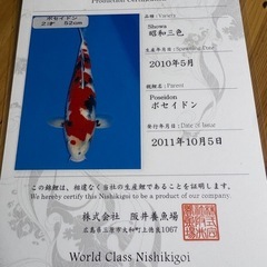 錦鯉里親募集の画像