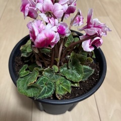 シクラメン　フリル咲き　4号サイズの画像