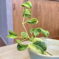 ＊3種セット ベンジャミナシタシオン/ヒメモンステラ/ブラックベルベットの画像