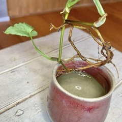 ＊3種セット ベンジャミナシタシオン/ヒメモンステラ/ブラックベルベットの画像