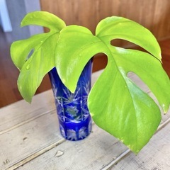 ＊3種セット ベンジャミナシタシオン/ヒメモンステラ/ブラックベルベットの画像