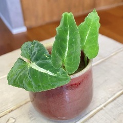 ＊3種セット ベンジャミナシタシオン/ヒメモンステラ/ブラックベルベットの画像