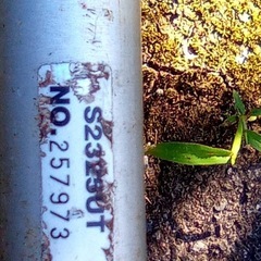 ビーバー草刈り機の画像