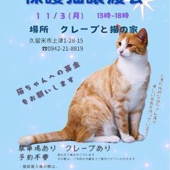 保護猫譲渡会11月3日(月)
