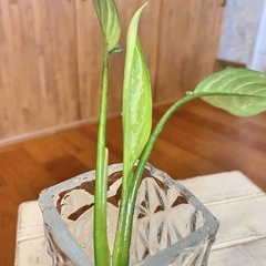 ＊斑入り3種セット ベゴニアマクラータ/フィロデンドロン/アグラオネマの画像