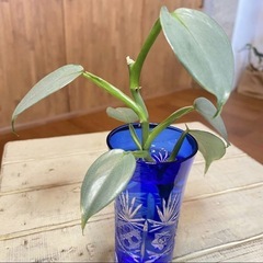 ＊斑入り3種セット ベゴニアマクラータ/フィロデンドロン/アグラオネマの画像