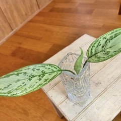 ＊斑入り3種セット ベゴニアマクラータ/フィロデンドロン/アグラオネマの画像