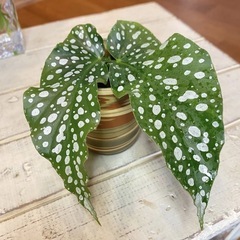 ＊斑入り3種セット ベゴニアマクラータ/フィロデンドロン/アグラオネマの画像