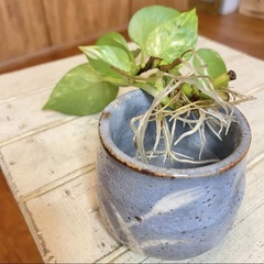 ＊斑入り3種セット シンゴニウムフレンチマーブル/ペペロミア/ポトスゴールデンの画像