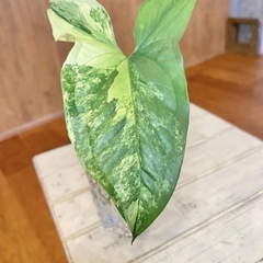 ＊斑入り3種セット シンゴニウムフレンチマーブル/ペペロミア/ポトスゴールデンの画像