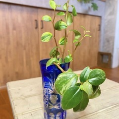 ＊斑入り3種セット シンゴニウムフレンチマーブル/ペペロミア/ポトスゴールデンの画像