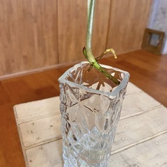 ＊斑入り3種セット シンゴニウムフレンチマーブル/ペペロミア/ポトスゴールデンの画像