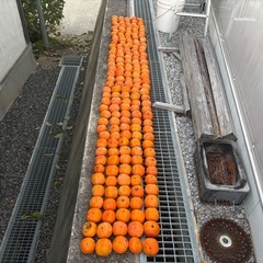 無農薬の柿の画像