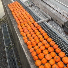 無農薬の柿の画像