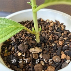 紫陽花　斑入り① 白×ブルー　の画像