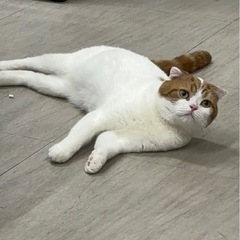 スコティッシュフォールド♂