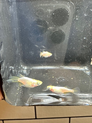 メダカ　めだか　橙RLF ダルマ