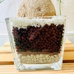 ポニーテール　トックリラン　観葉植物　ハイドロカルチャーの画像