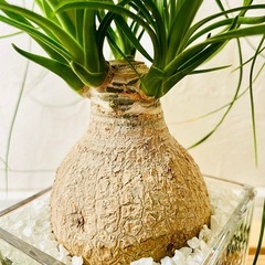 ポニーテール　トックリラン　観葉植物　ハイドロカルチャーの画像