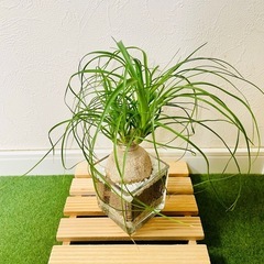 ポニーテール　トックリラン　観葉植物　ハイドロカルチャーの画像