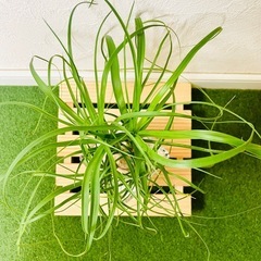 ポニーテール　トックリラン　観葉植物　ハイドロカルチャーの画像