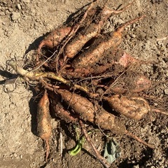 ⑥🍠サツマイモ🍠安納芋🍠3kg🍠焼き芋🍠芋ご飯🍠天ぷら🍠の画像