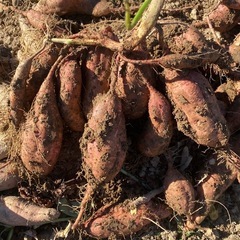 ⑥🍠サツマイモ🍠安納芋🍠3kg🍠焼き芋🍠芋ご飯🍠天ぷら🍠の画像