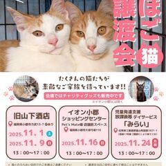 ほご猫譲渡会