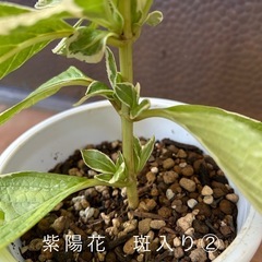 紫陽花　斑入り② 白×ブルーの画像