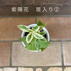 紫陽花　斑入り② 白×ブルーの画像