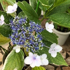 紫陽花　斑入り② 白×ブルーの画像