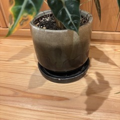 観葉植物➀の画像