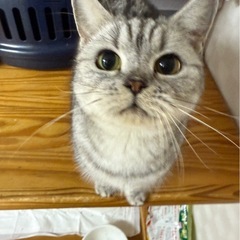 アメショ　募集停止