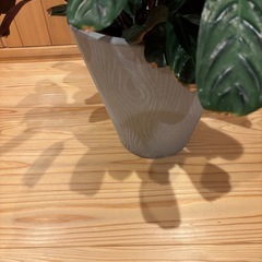 観葉植物②の画像