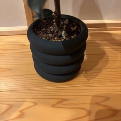 観葉植物③の画像