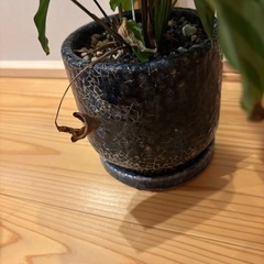 観葉植物④の画像