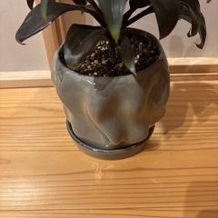 観葉植物⑤の画像