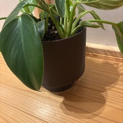 観葉植物⑥の画像