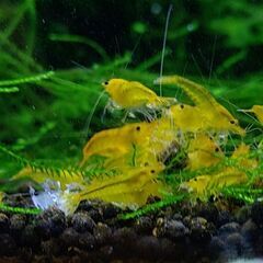 シャドーシュリンプイ゙エローキングコング10匹+おまけ２匹の画像