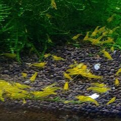 シャドーシュリンプイ゙エローキングコング10匹+おまけ２匹の画像